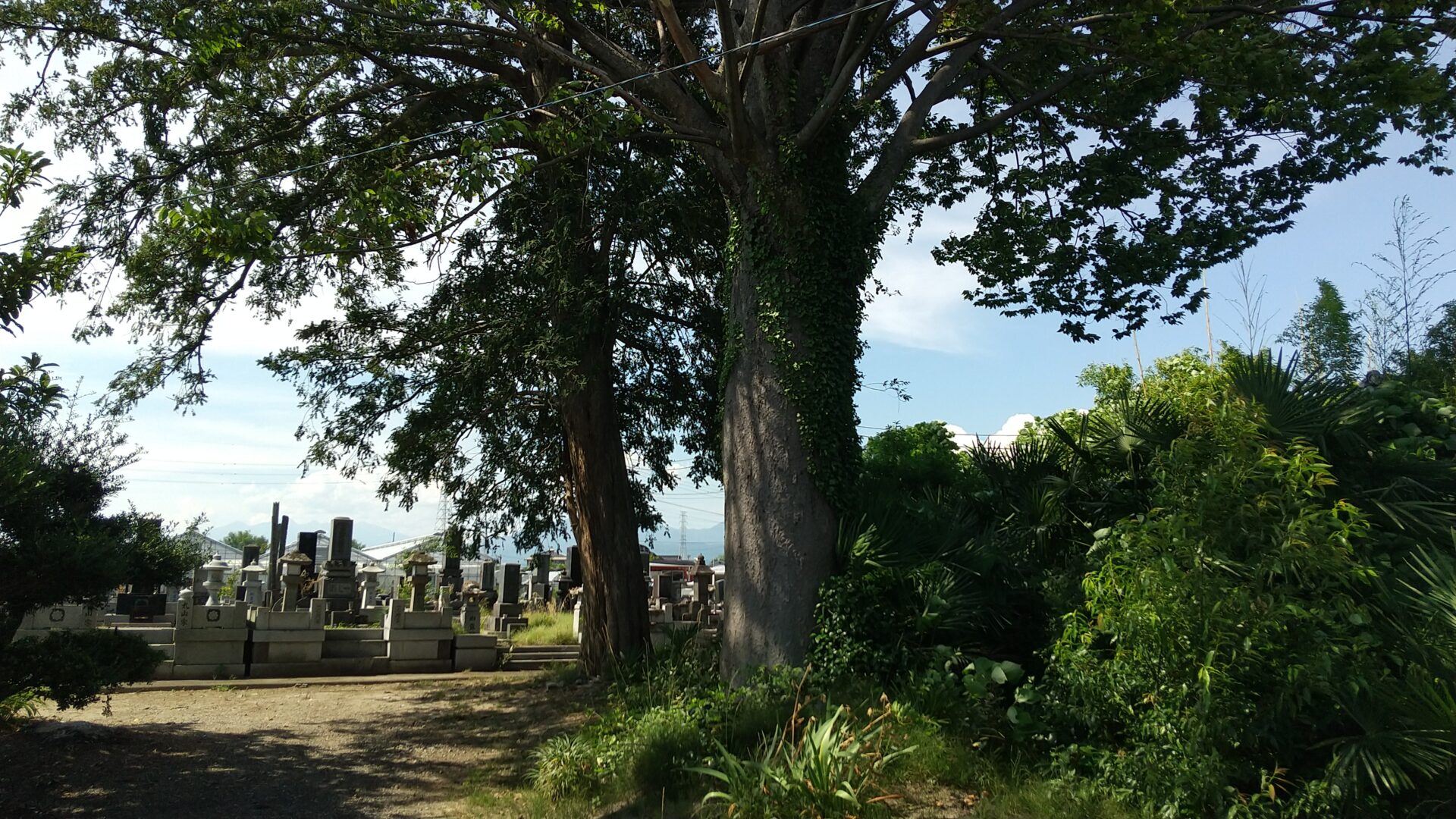 鎌田山　本誓寺